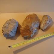 élément de fossile + pierres taillée et polie